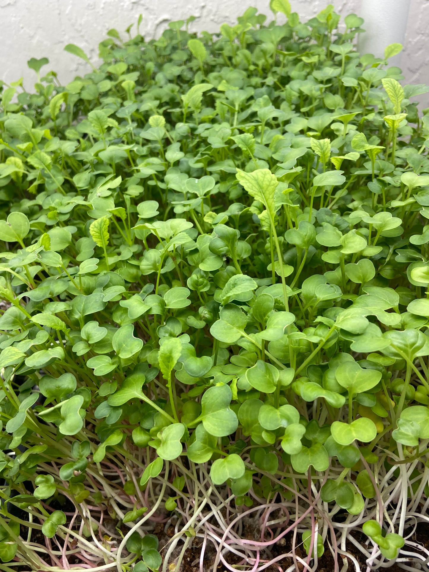 Radish Mix