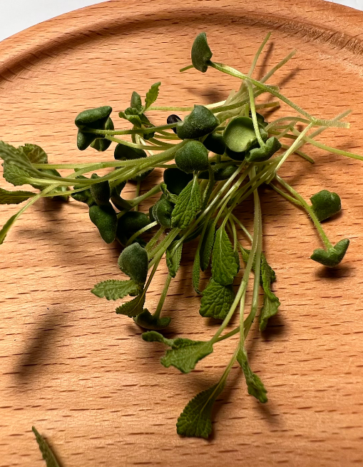 Micro Sage