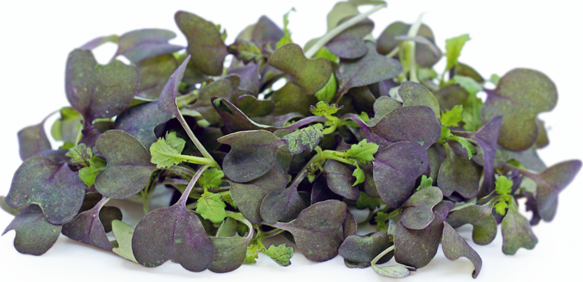 Red Tatsoi Mustard