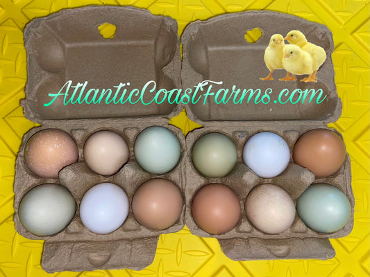 Farm Fresh Rainbow Chicken Eggs