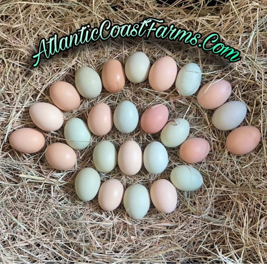 Rainbow Barnyard Mix Hatching Eggs - Rainbow