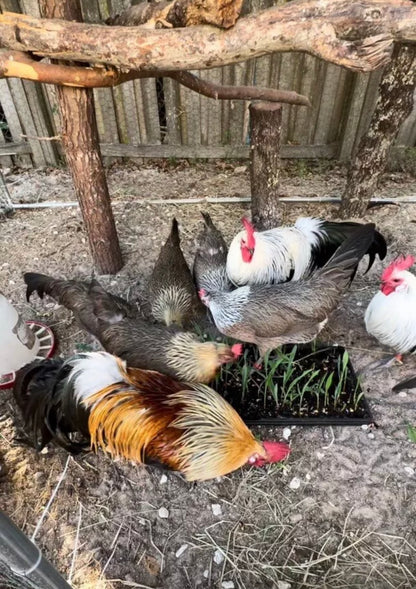 Gold and Silver Phoenix Chicken Hatching Eggs