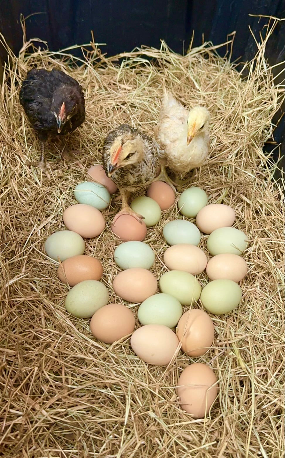 Rainbow Barnyard Mix Hatching Eggs - Rainbow