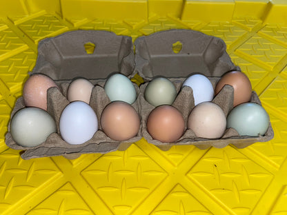 Farm Fresh Rainbow Chicken Eggs