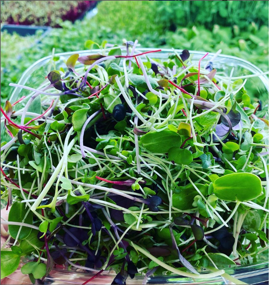 Healthiest Salad on Earth Weekly Program!