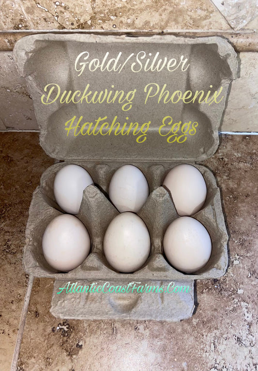 Gold and Silver Phoenix Chicken Hatching Eggs