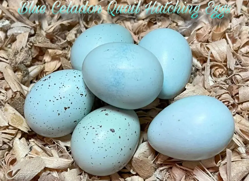 True Blue Celadon Coturnix Quail Hatching Eggs