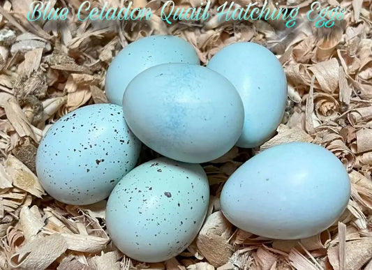 True Blue Celadon Coturnix Quail Hatching Eggs