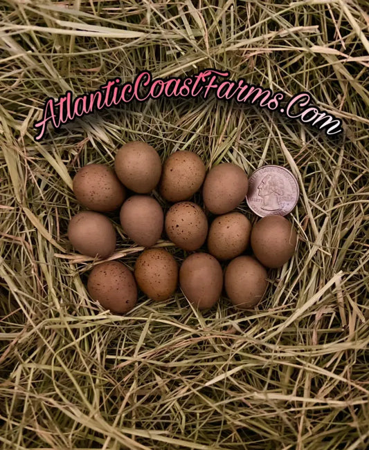 Fertilized Chinese Painted Button Quail Hatching Eggs