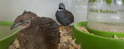 Fertilized Chinese Painted Button Quail Hatching Eggs