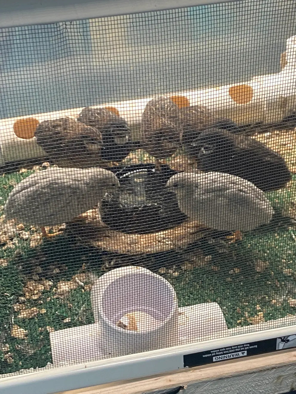 Fertilized Chinese Painted Button Quail Hatching Eggs