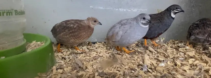 Fertilized Chinese Painted Button Quail Hatching Eggs