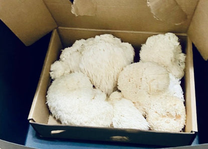 Lion's Mane Mushrooms