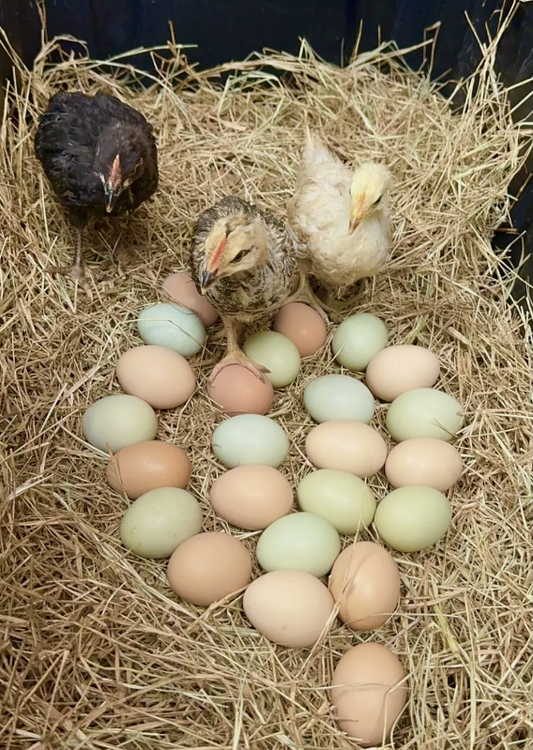 Baby Chickens - Gold & Silver Duckwing Phoenix & Barnyard Mix Chicks